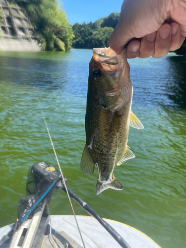 ラージマウスバスの釣果