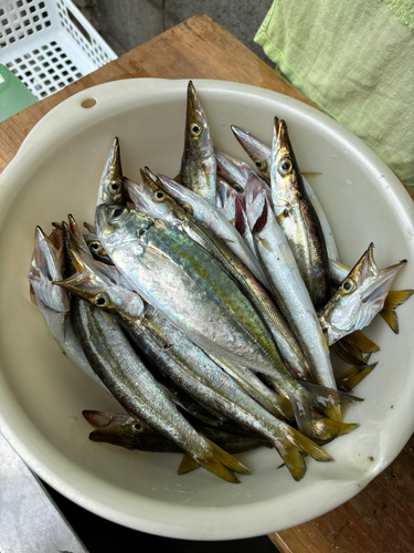 カマスの釣果