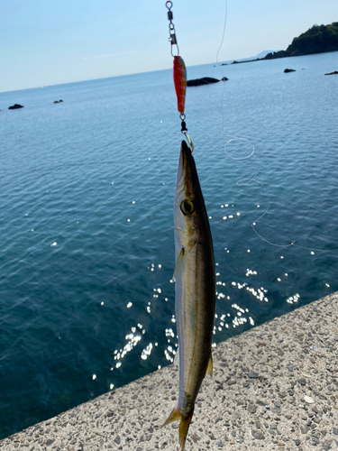 カマスの釣果