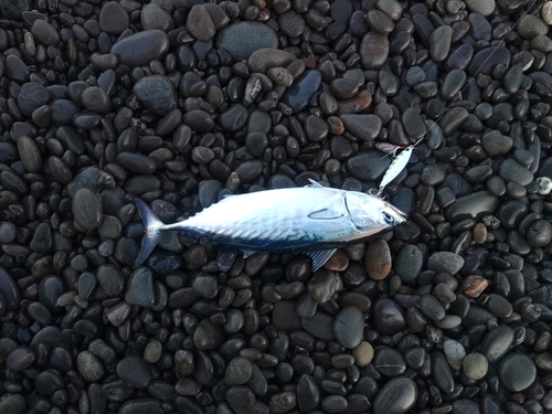 釣果