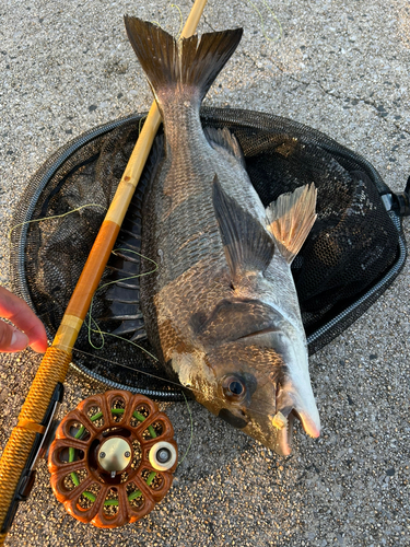 キスの釣果