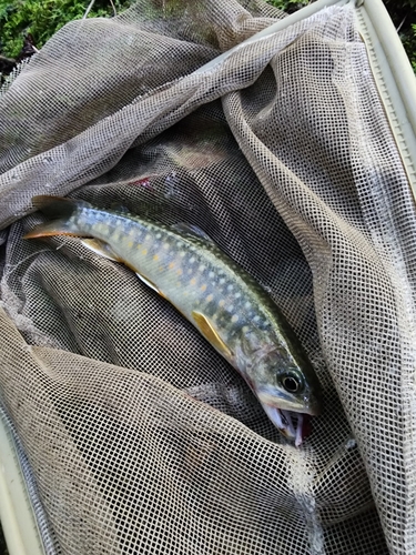 イワナの釣果