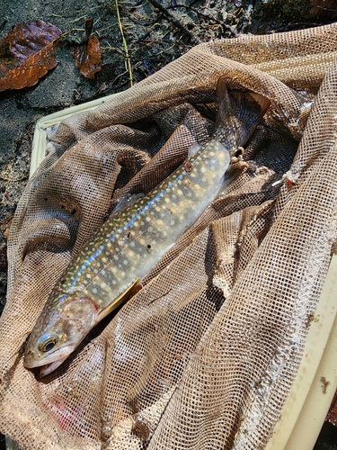 イワナの釣果