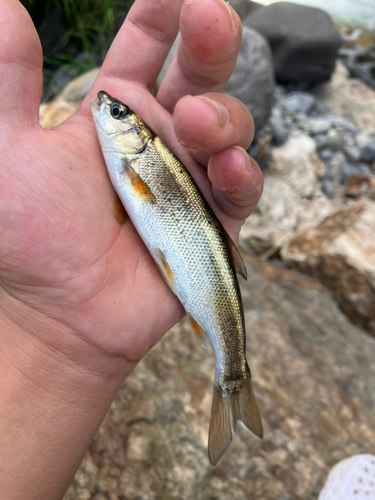 ウグイの釣果