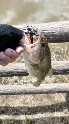 ラージマウスバスの釣果