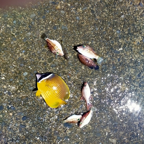 チョウチョウウオの釣果