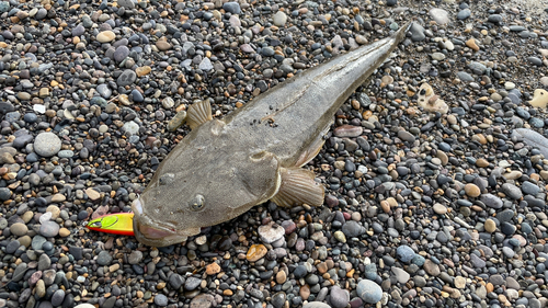 マゴチの釣果