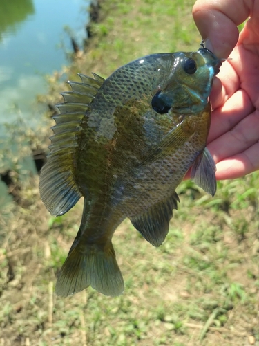 ブルーギルの釣果