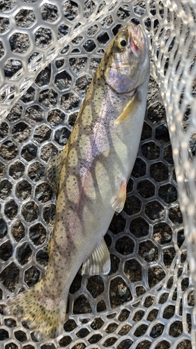 ニジマスの釣果