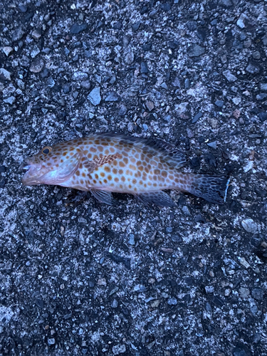 オオモンハタの釣果