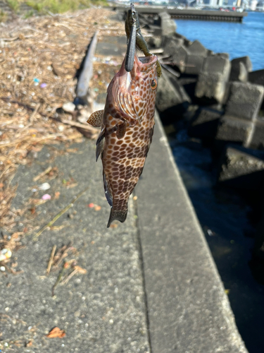 オオモンハタの釣果