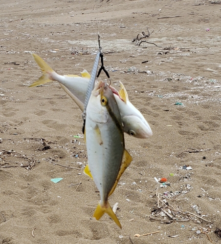 ツバスの釣果