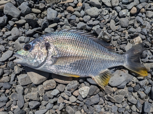 キビレの釣果