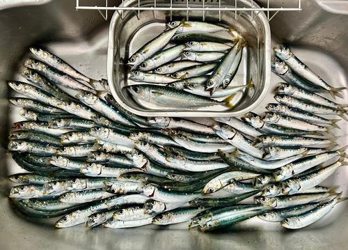 イワシの釣果