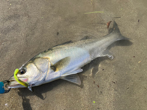 フッコ（マルスズキ）の釣果