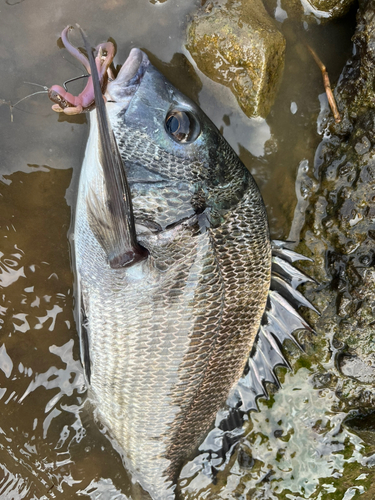 クロダイの釣果