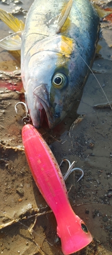 ヒラマサの釣果