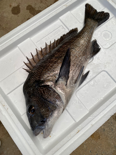 チヌの釣果