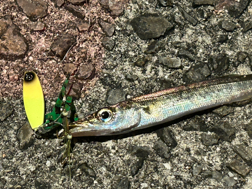 カマスの釣果