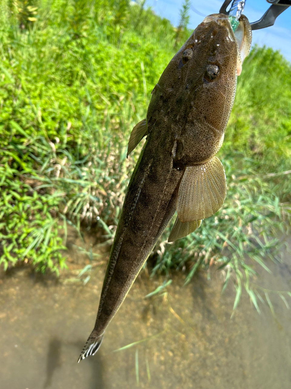 マゴチ