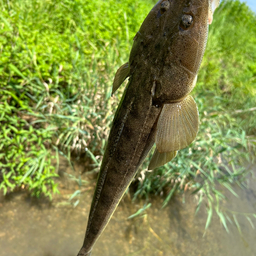 マゴチ