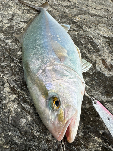 カンパチの釣果