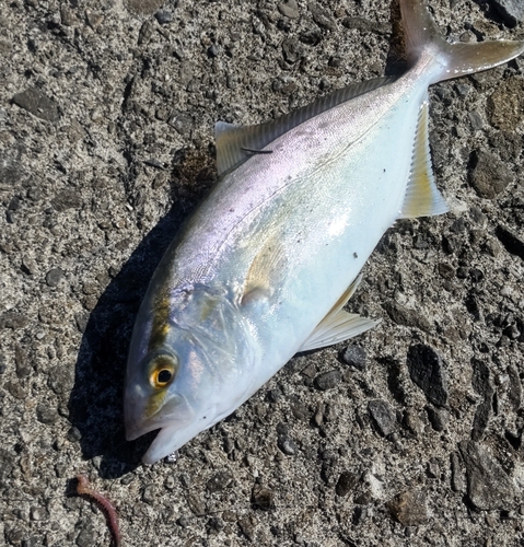 シロギスの釣果