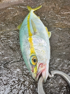 ツバスの釣果