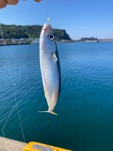 マサバの釣果