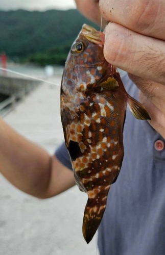 キジハタの釣果