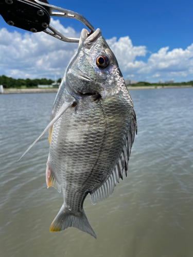 キビレの釣果