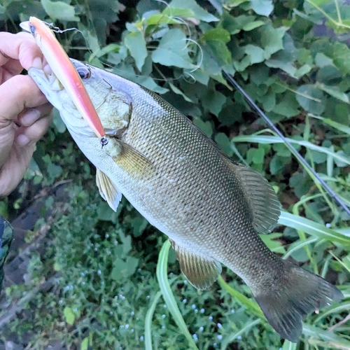 スモールマウスバスの釣果