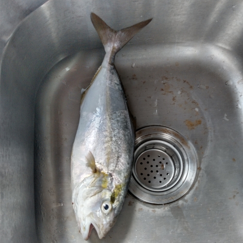 釣果