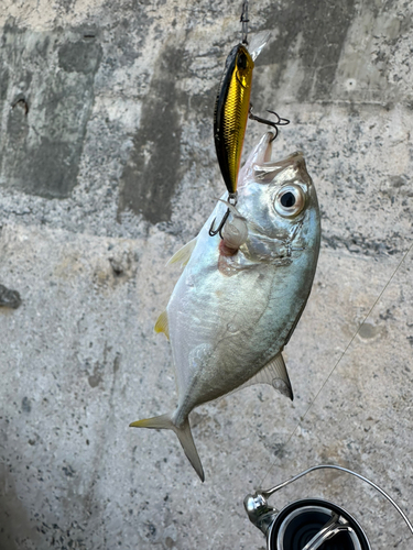 メッキの釣果