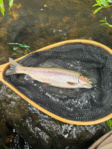 ニジマスの釣果