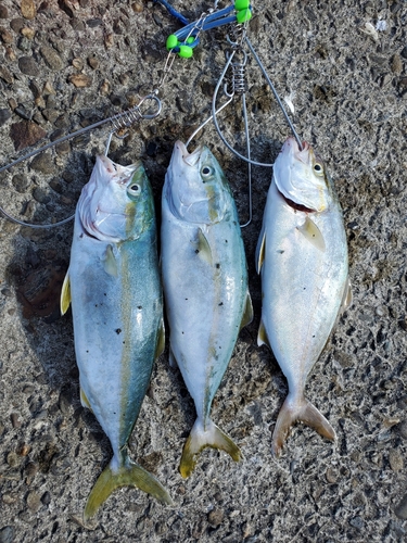 ツバスの釣果