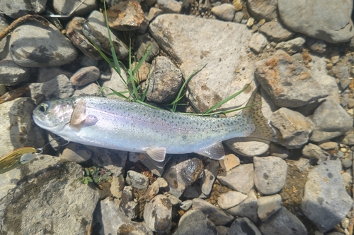 ニジマスの釣果