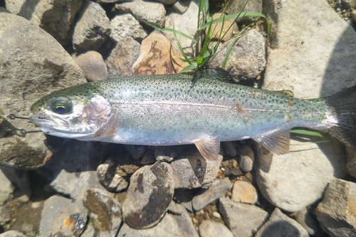 ニジマスの釣果