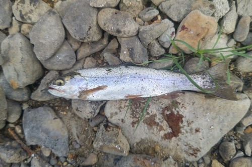 ニジマスの釣果