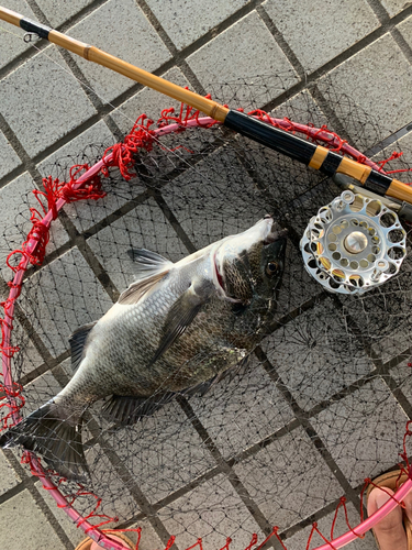 チヌの釣果