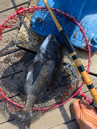 チヌの釣果