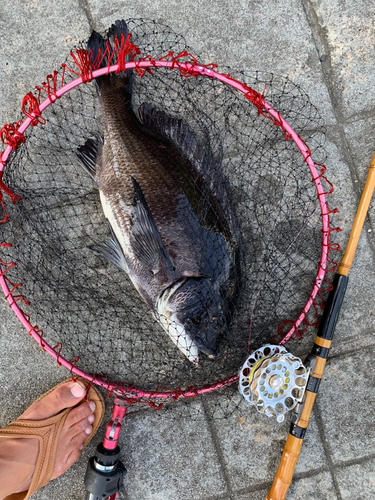 チヌの釣果