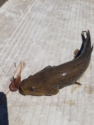 ウロハゼの釣果