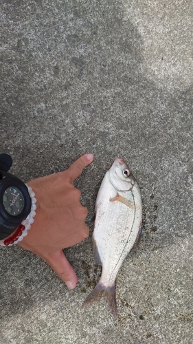 ウミタナゴの釣果