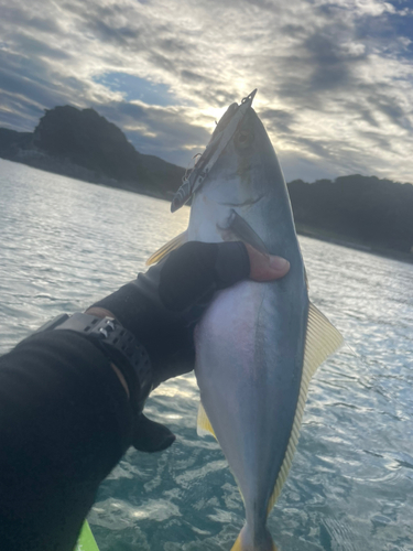 イナダの釣果