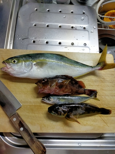 サバの釣果