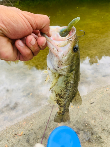 ラージマウスバスの釣果