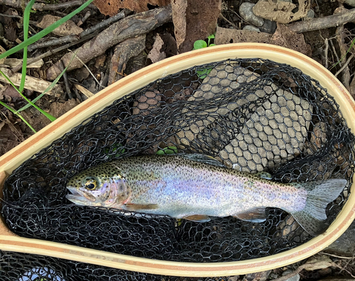 ニジマスの釣果