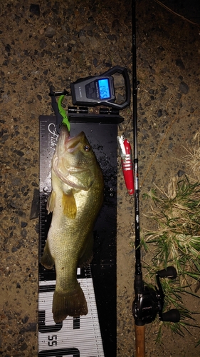 ブラックバスの釣果