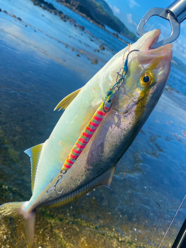 ショゴの釣果